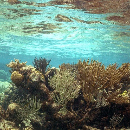 Reef in Grand Cayman