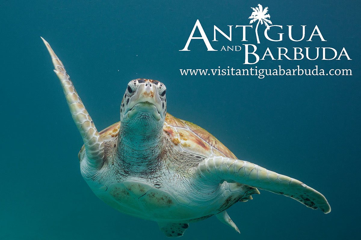 Antigua tourism poster of underwater shot of a turtle