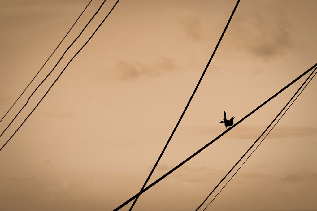 Birds