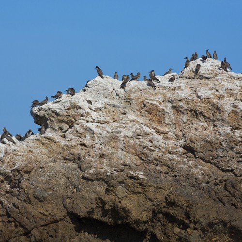 bird in islas marietas