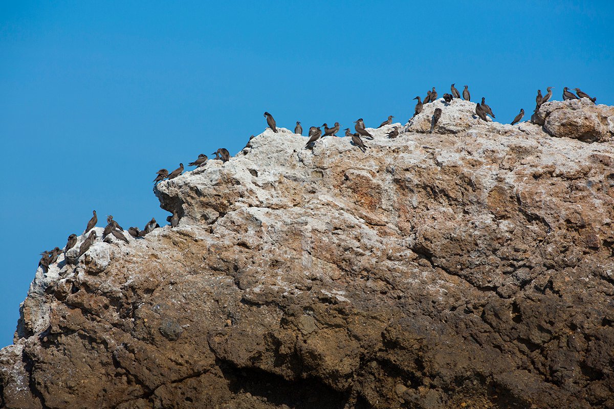 bird in islas marietas
