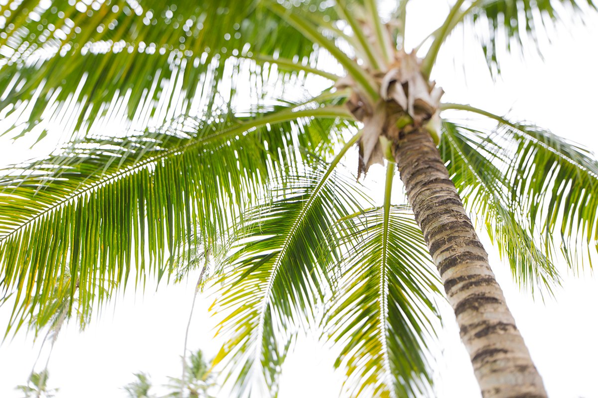 coconut trees in Barbados
