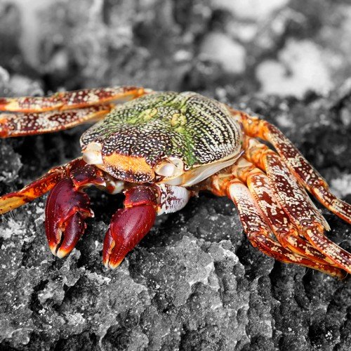 colourful crab on a rock