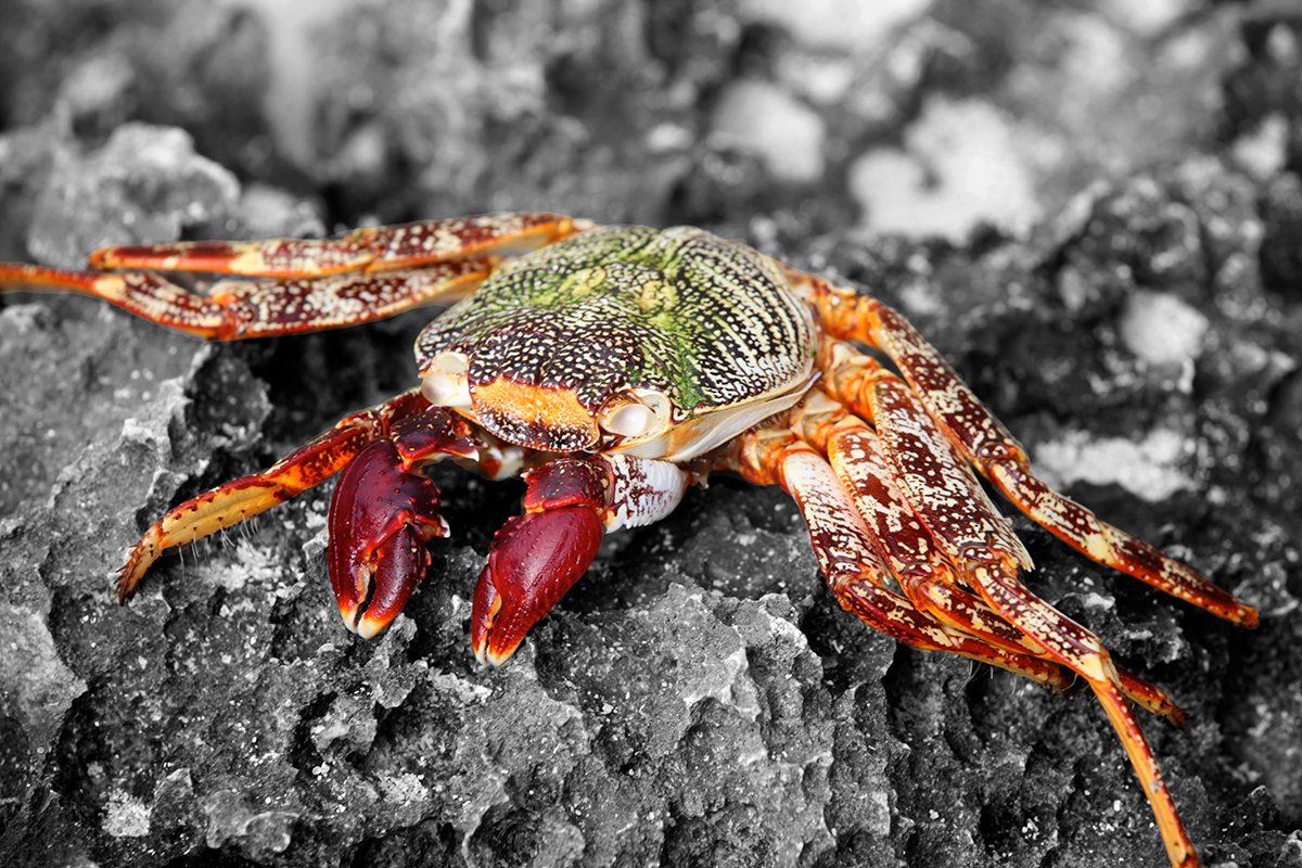 colourful crab on a rock