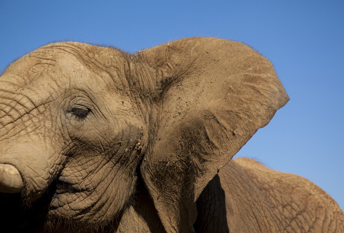 Elephant