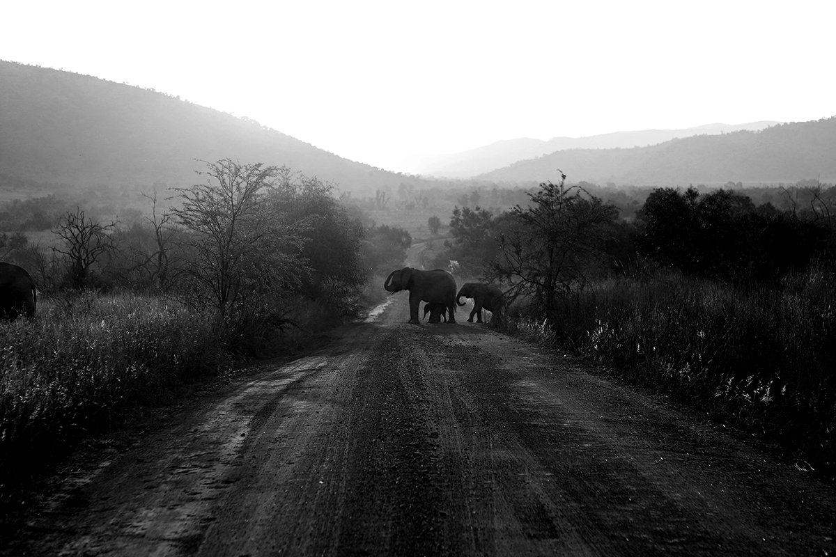 elephant in africa crossing the road