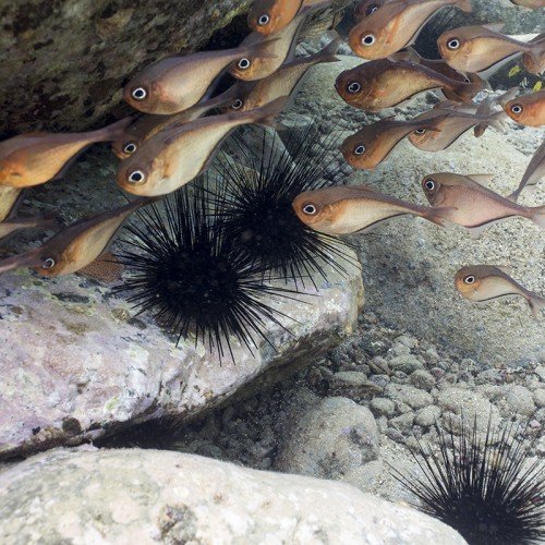 fish on reef saint lucia