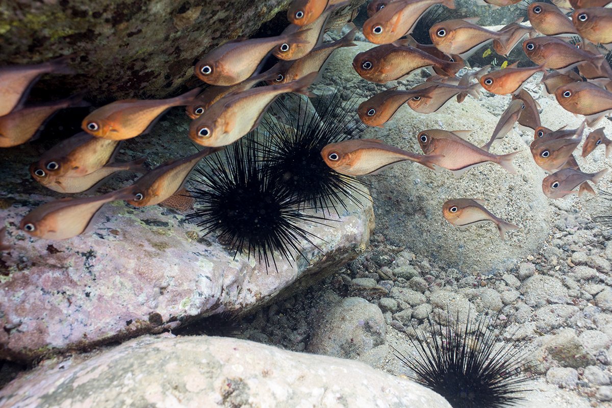 fish on reef saint lucia