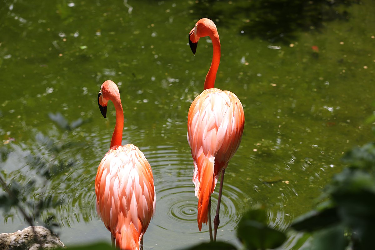 flamingoes