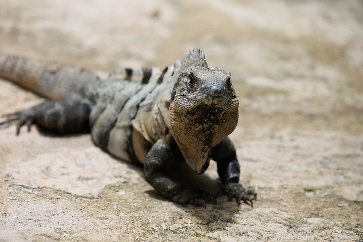 iguana at xcaret