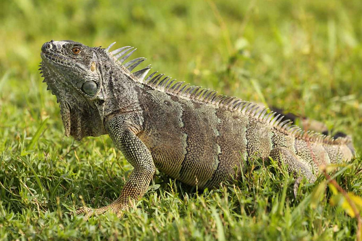 iguana
