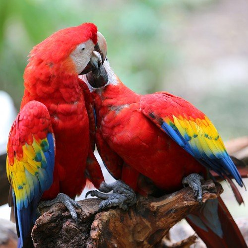 parrots at xcaret