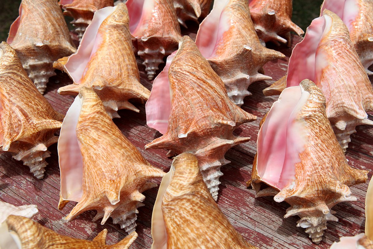 sea shells