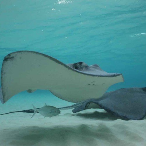 stingrays