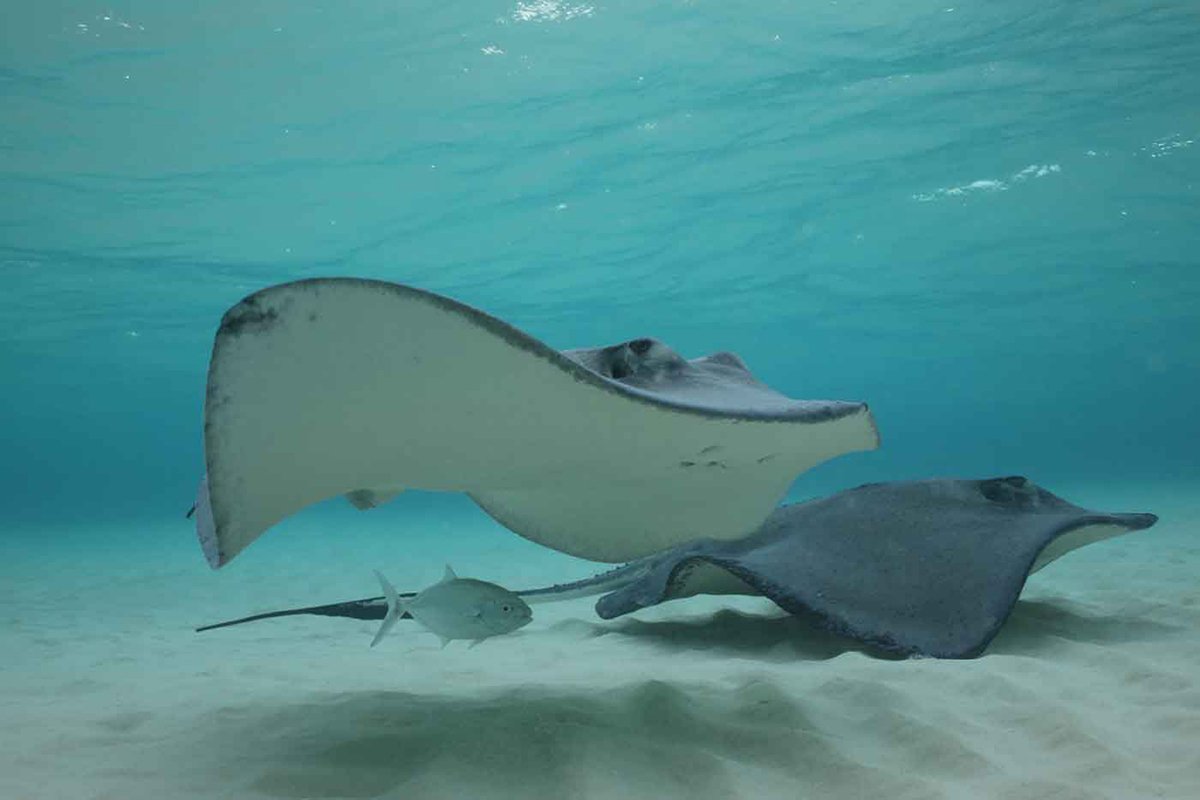 stingrays