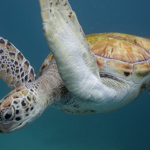 turtle in barbados