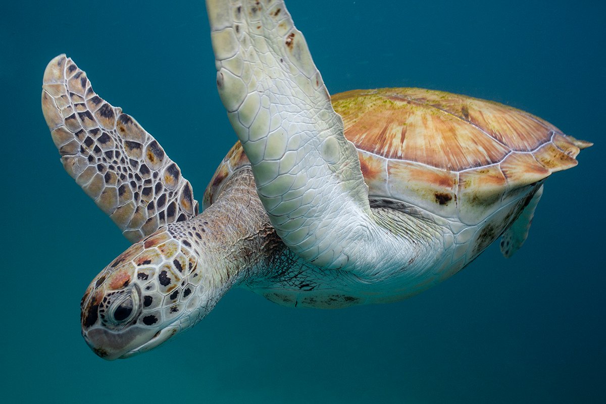 turtle in barbados